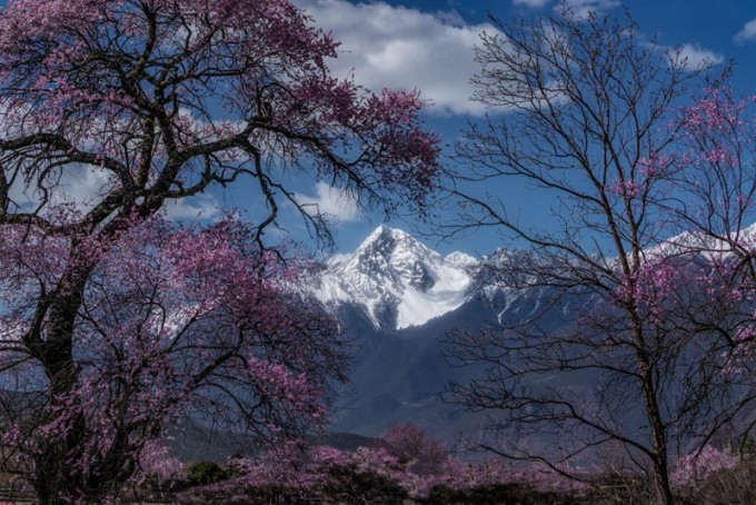 波密桃花 (1)