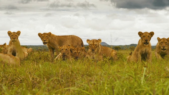 Serengeti.S01E01.720p.BluRay.x264 SHORTBREHD.mkv 20210323 093021.657