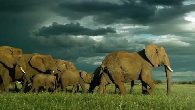 Serengeti.S01E01.720p.BluRay.x264 SHORTBREHD.mkv 20210323 093100.401