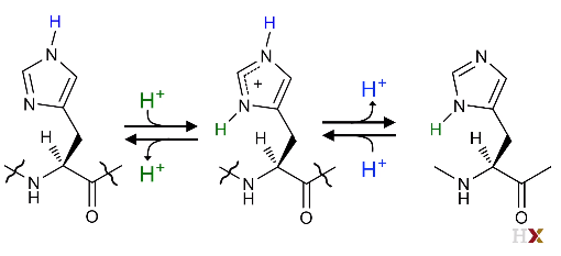 Histidine electron tunneling