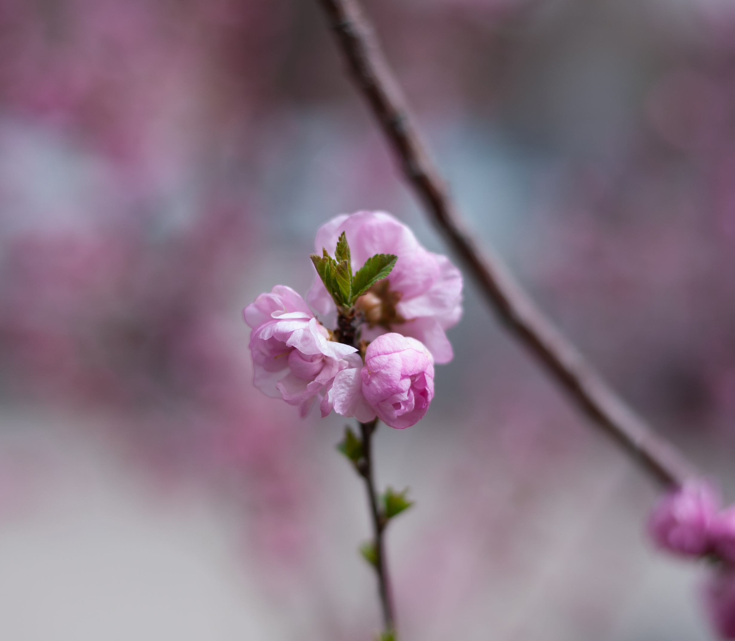 照片_01
