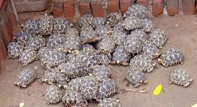 一堆爬行的缅甸星龟
