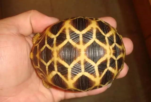 一只握在手里的缅甸星龟