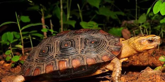 一只卢比达山龟aiuzoo.com