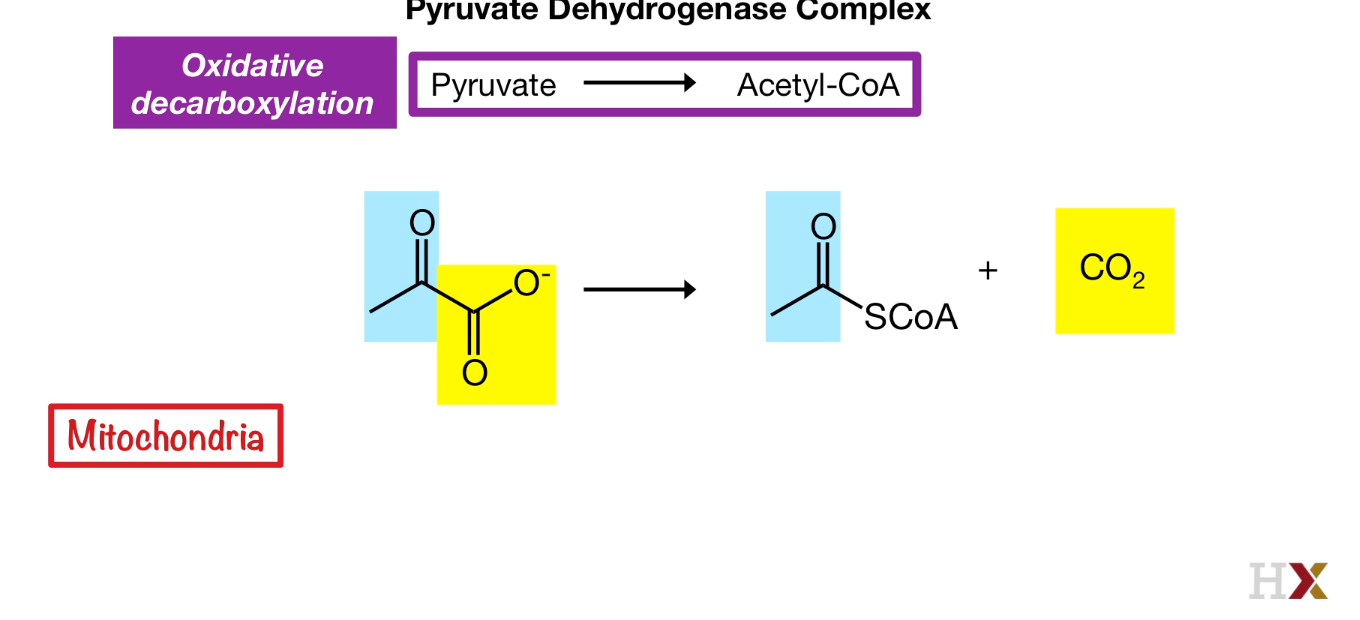 Pyruvate Dehydrogenase Complex Reaction
