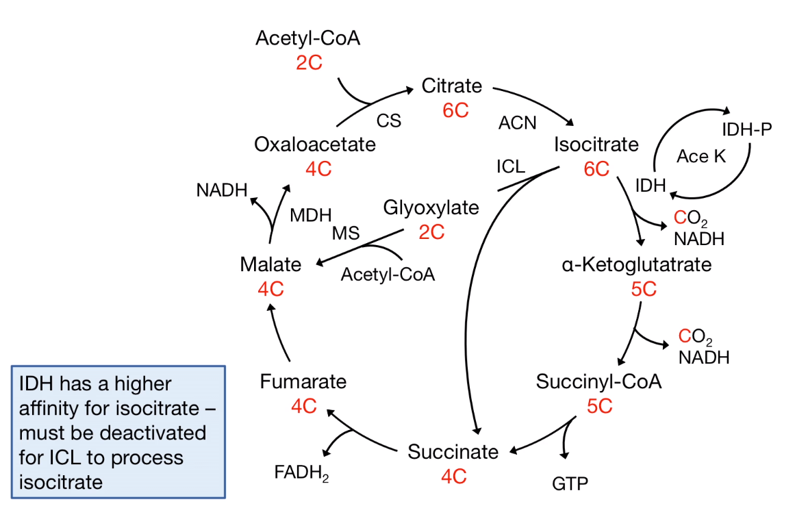Acetyl-CoA Bypass Reaction in Bacteria