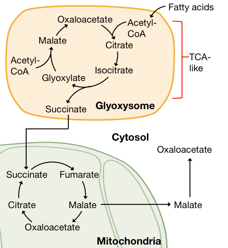 Acetyl-CoA Bypass Reaction in Plants