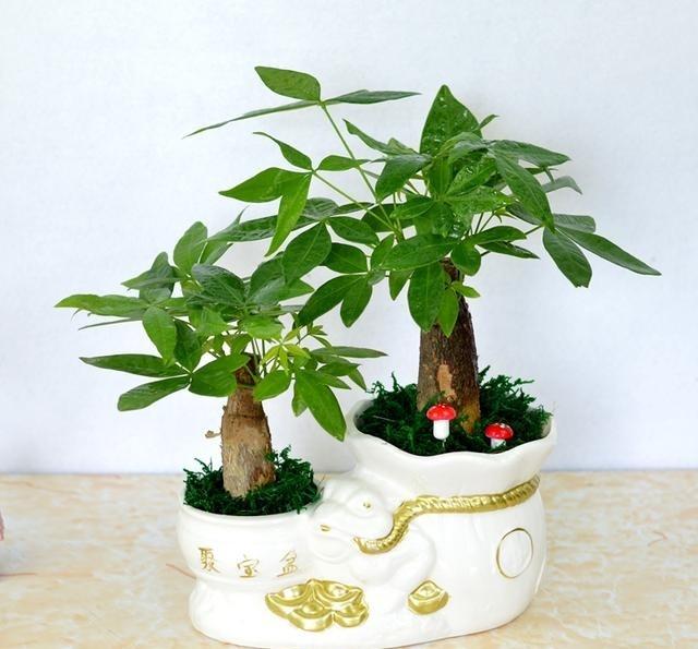 主题:你懂什么事family tree?(懂入) [2826]收藏该贴已收藏只看楼主