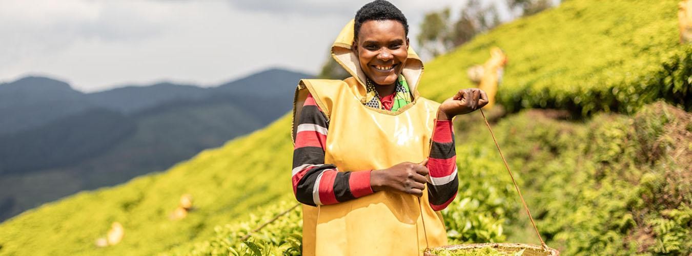 种植茶叶的非洲人
