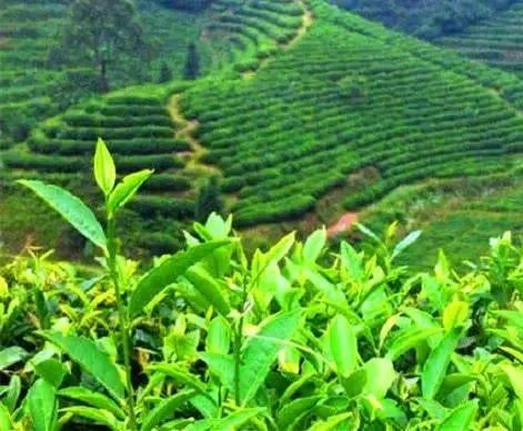 %title插图%num 茶树的样子真好看