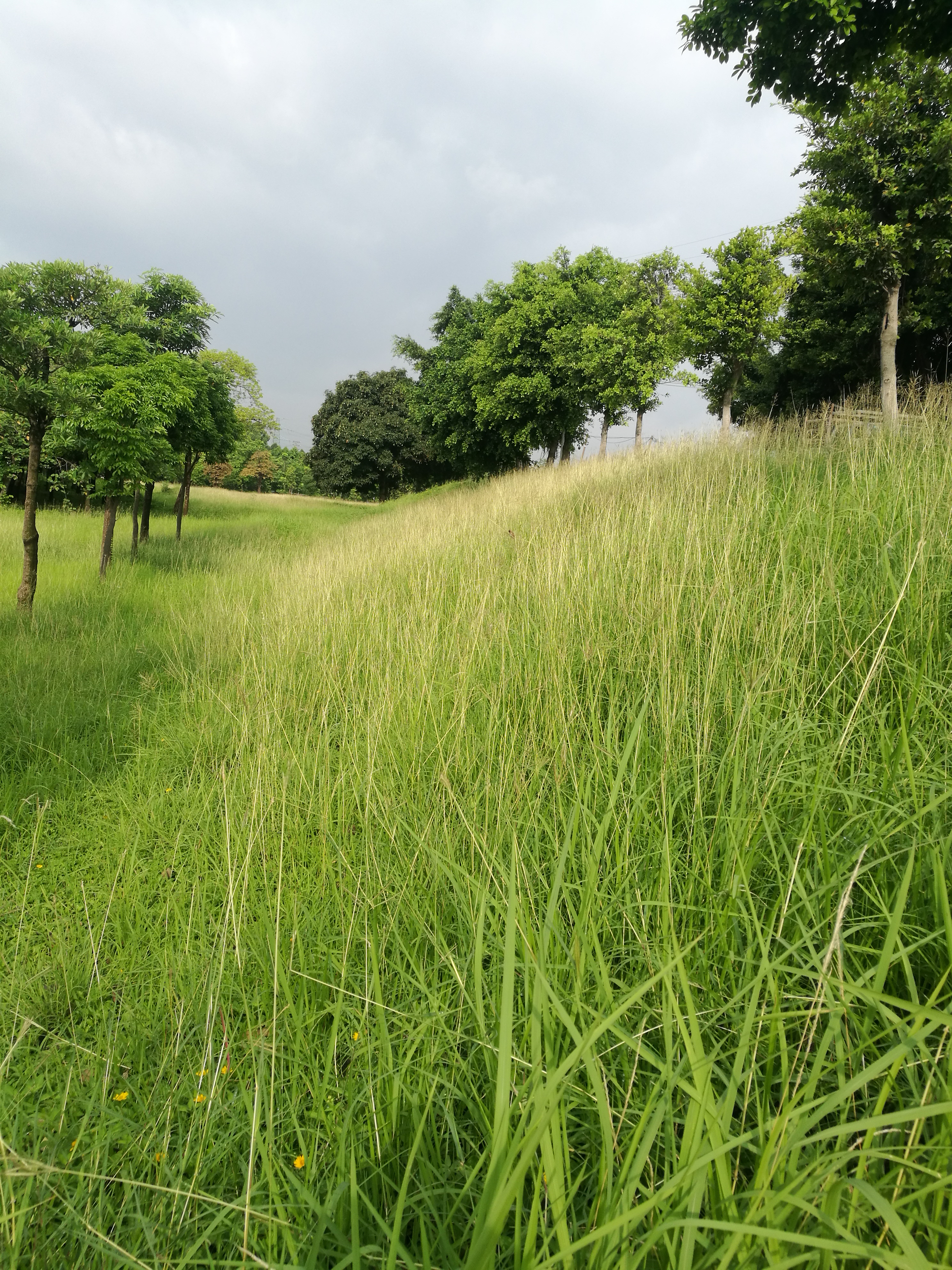 标题插播一小片茅草照片郁郁葱葱满目青翠养小兔子最好了