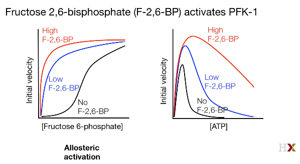 Fructose-2,6-biphosphate & PFK-1