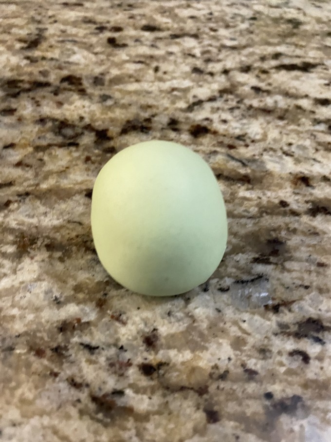 先从一个小龙蛋开始