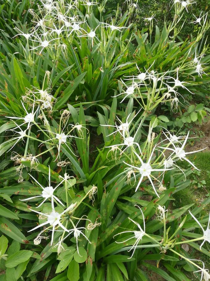 标题寓意天生丽质的水鬼蕉原来是一位殉情阿妹的化身