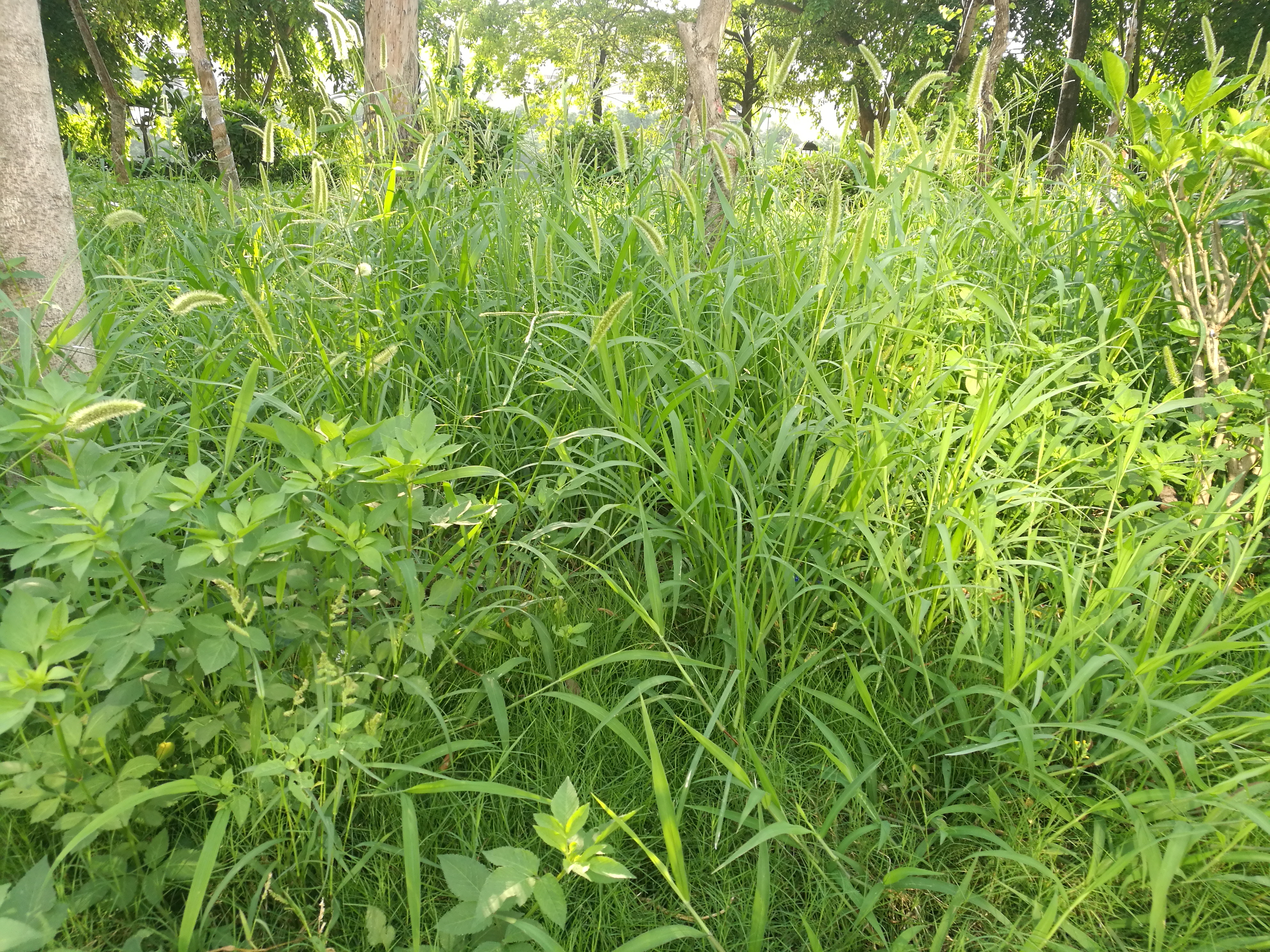 标题过气网红狗尾草greenbristlegrass