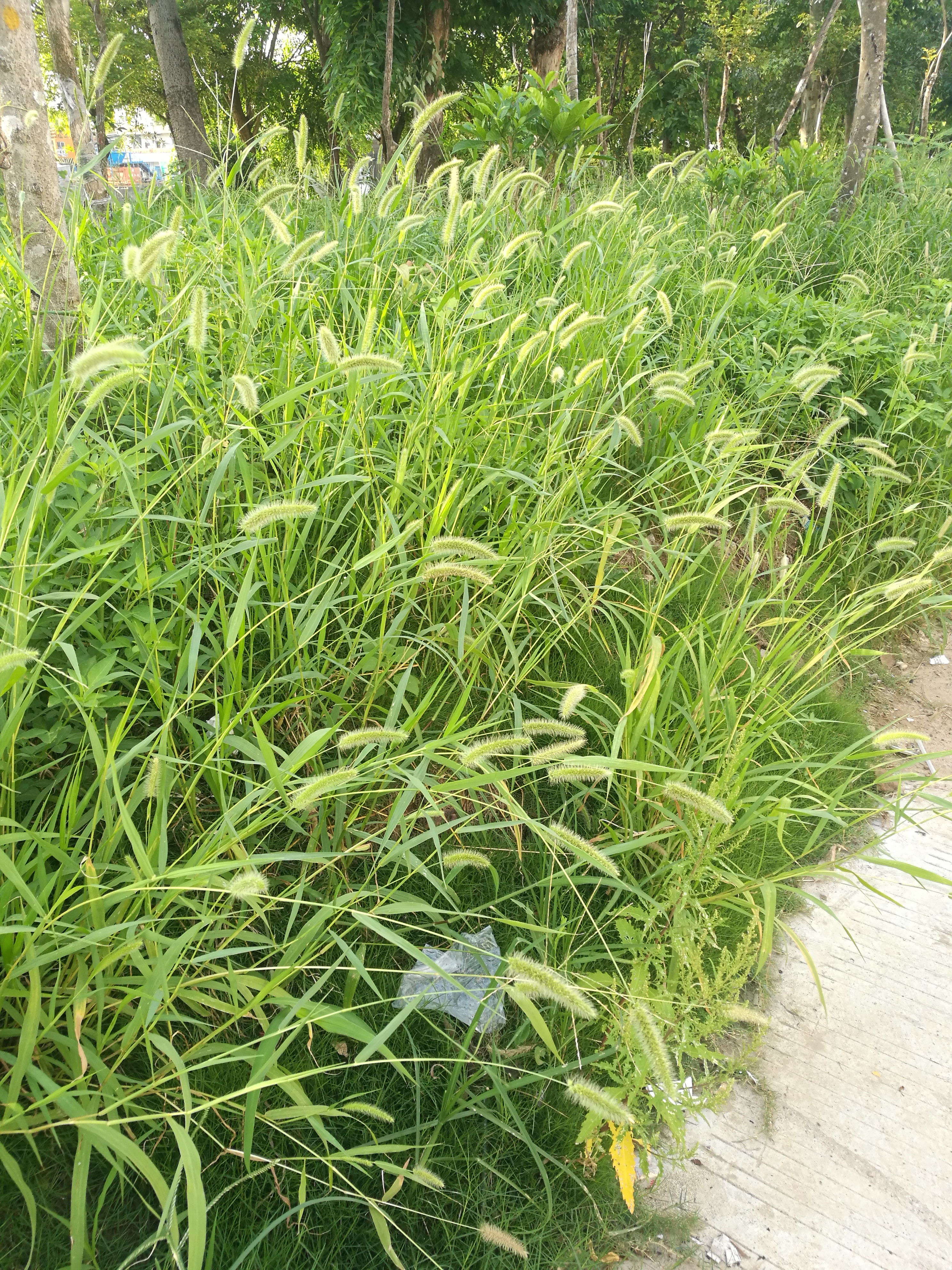 标题过气网红狗尾草greenbristlegrass