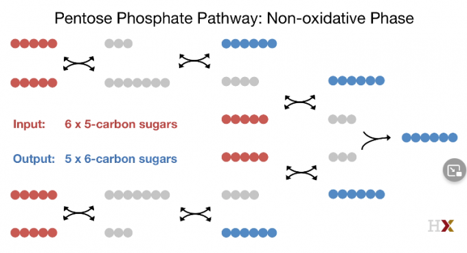 Pentose Phosphate Pathway2