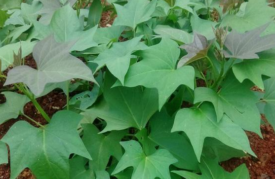 农村现在种植什么最赚钱?薅羊毛网来分享!-天眼线报网