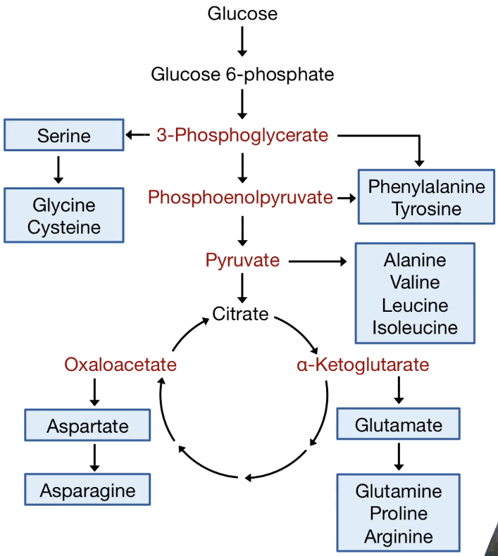Glycolysis and Amino acid synthesis