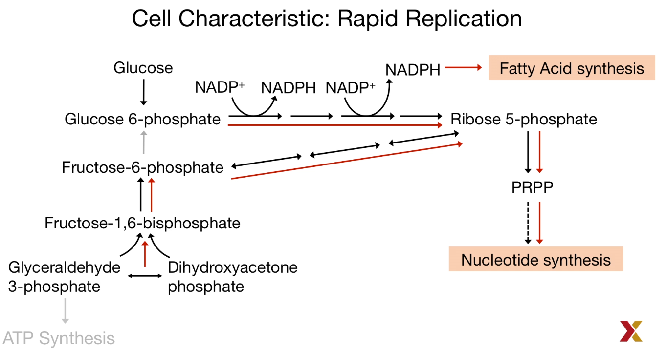 Glycolysis and Nucleotide synthesis
