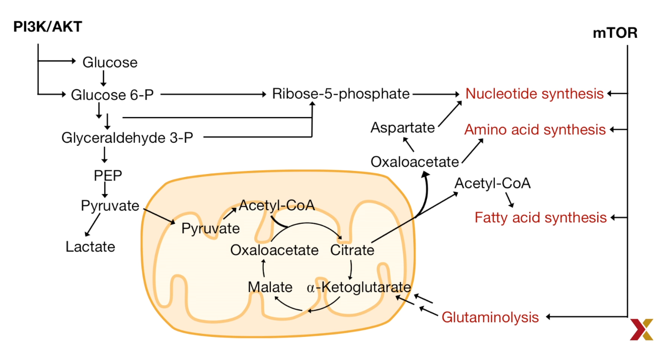 Glycolysis and Biosynthesis