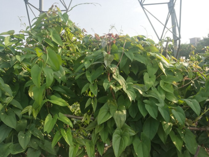 脚板苕和秋葵谁家小菜园