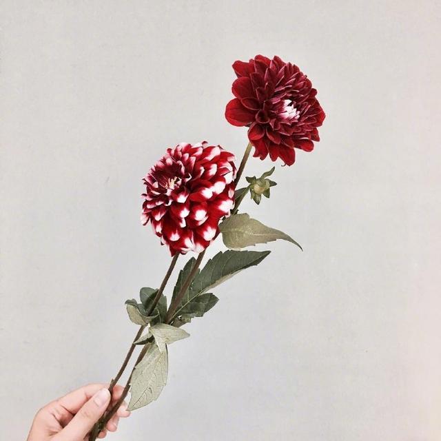 关于七夕情人节的祝福语,句句简短浪漫,赶快送给她吧!-幽兰花香 关于七夕情人节的祝福语,句句简短浪漫,赶快送给她吧!-幽兰花香