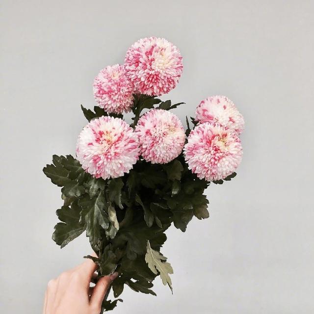 关于七夕情人节的祝福语,句句简短浪漫,赶快送给她吧!-幽兰花香 关于七夕情人节的祝福语,句句简短浪漫,赶快送给她吧!-幽兰花香