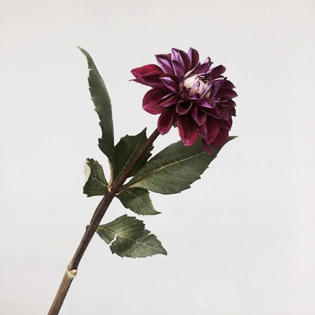 关于七夕情人节的祝福语,句句简短浪漫,赶快送给她吧!-幽兰花香 关于七夕情人节的祝福语,句句简短浪漫,赶快送给她吧!-幽兰花香