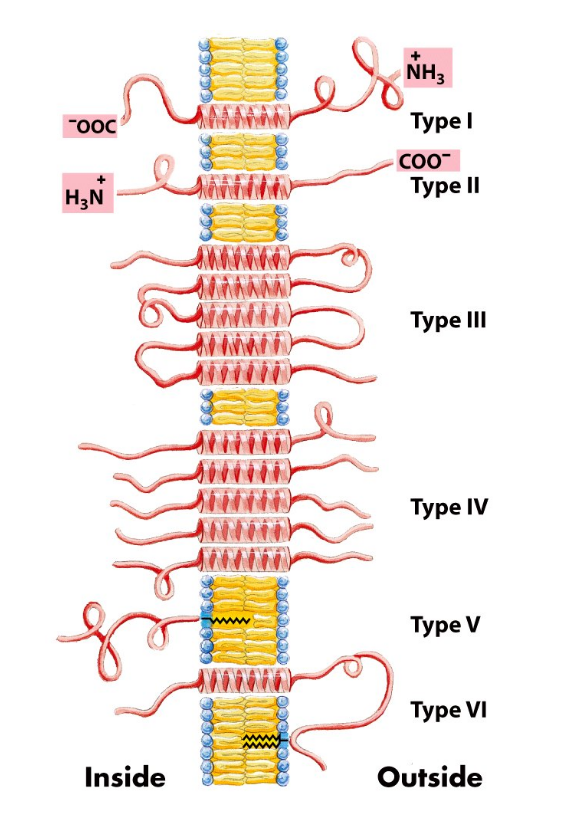 Helical Membrane Proteins