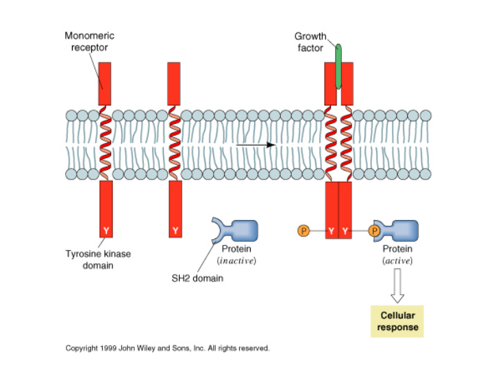 Membrane protein: Receptors