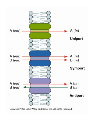 Transporters in Membrane