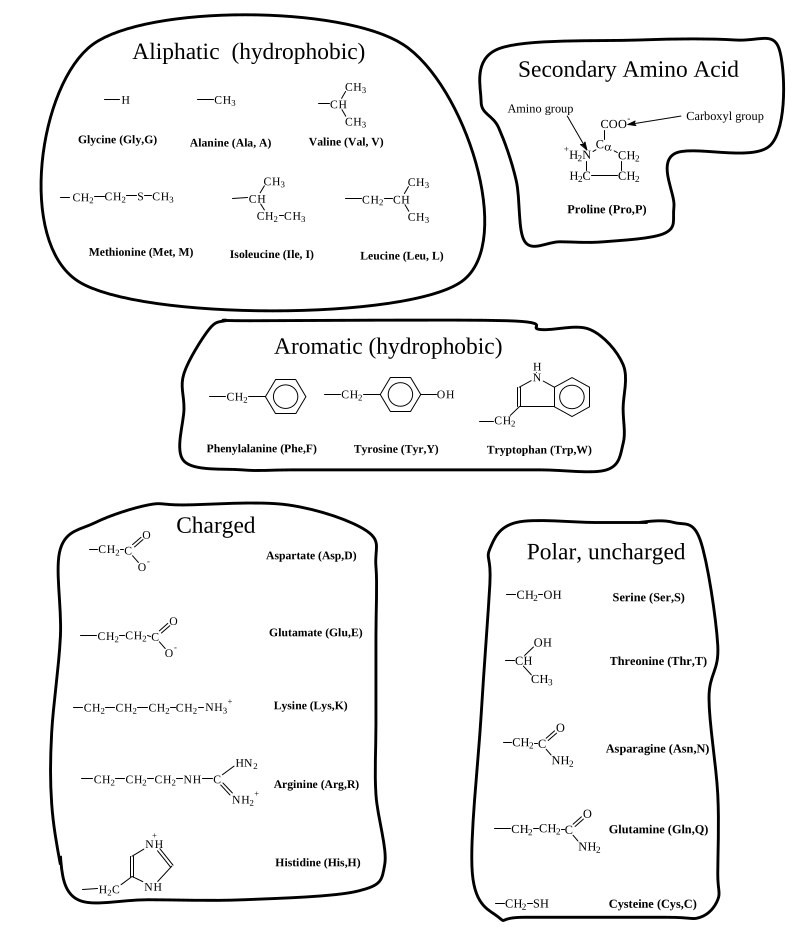 20 Amino Acid