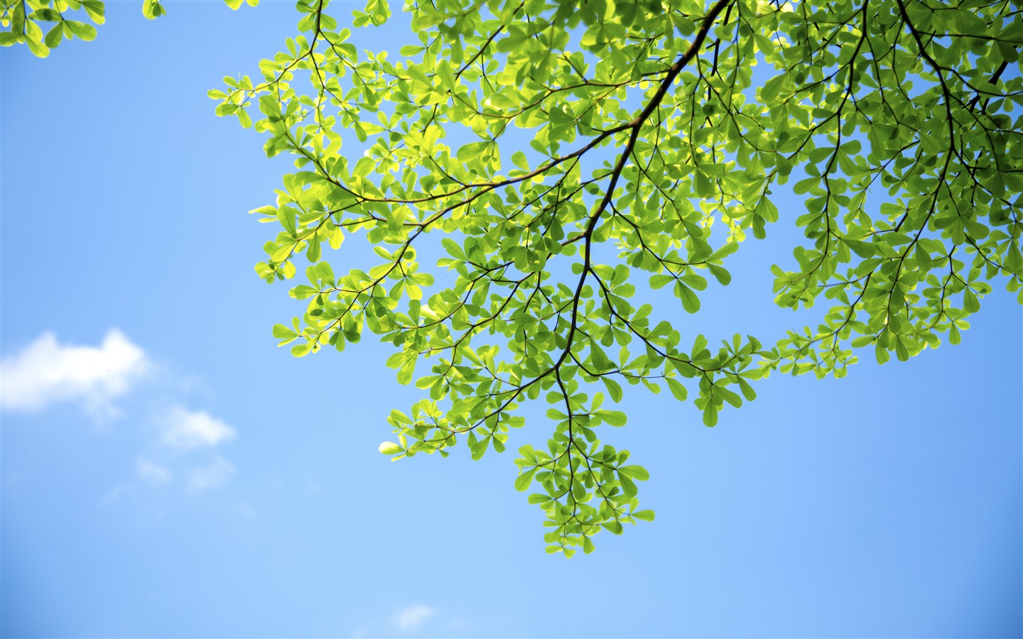 夏日里的小清新5k高清电脑壁纸 新桌布网