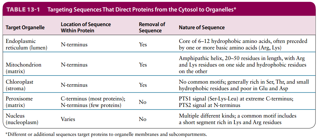 Targeting Sequences That Direct Proteins from the Cytosol to Organelles