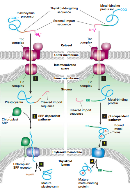 Two Pathways to Chloroplasts Intermembrane Space