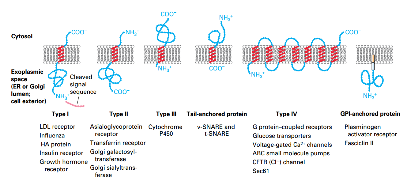 Classes of ER Membrane Proteins