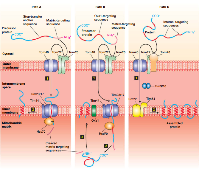 Three pathways to the inner mitochondrial membrane from the cytosol