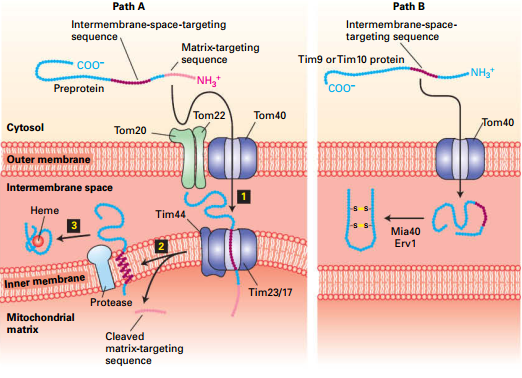 Two Pathways to Intermembrane Space