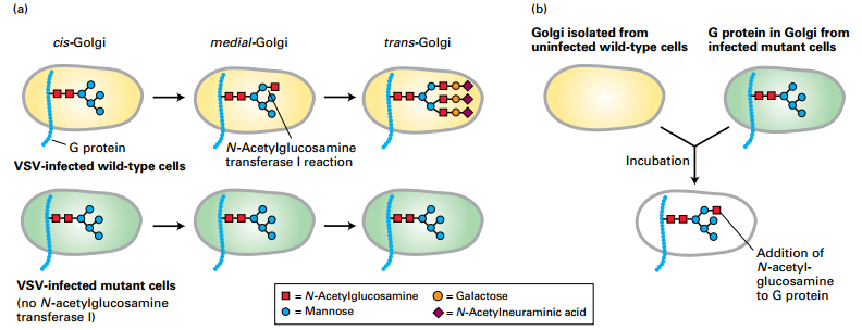 Golgi Cisternae to Another