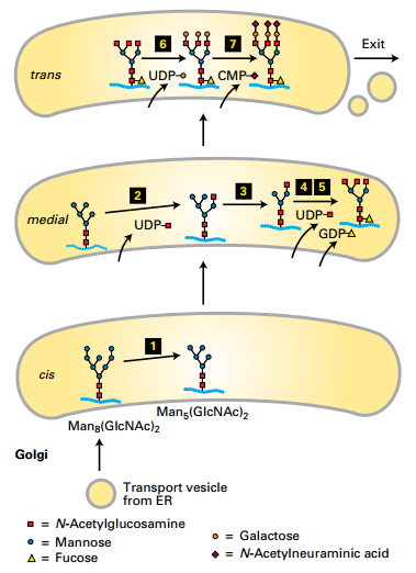 trans-Golgi Cisternae