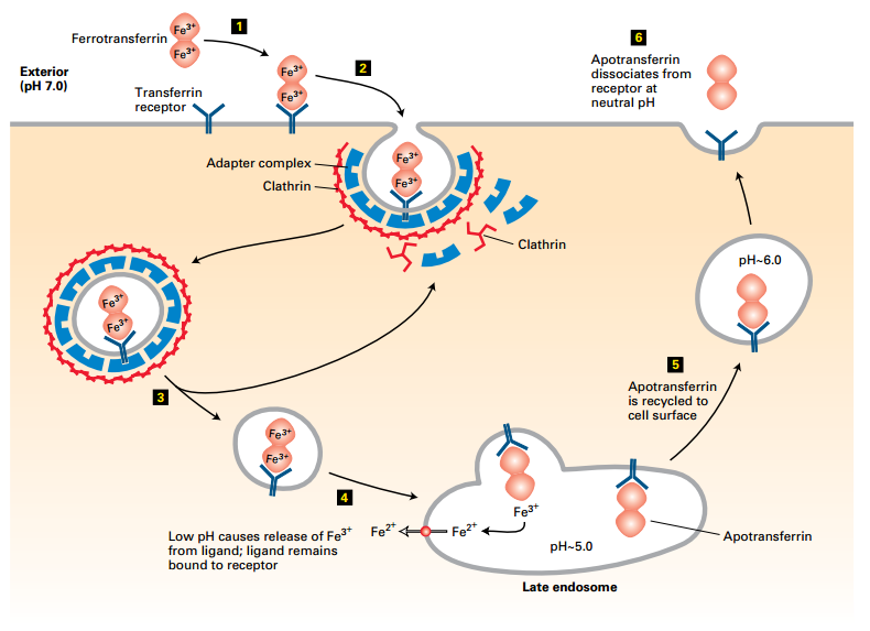 LDL-LDL Receptor Mediated Endocytosis