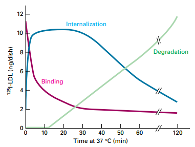 Cellular Uptake / Degradation of LDL by RME