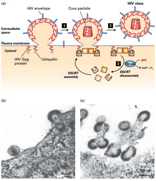 HIV Budding from Plasma Membrane