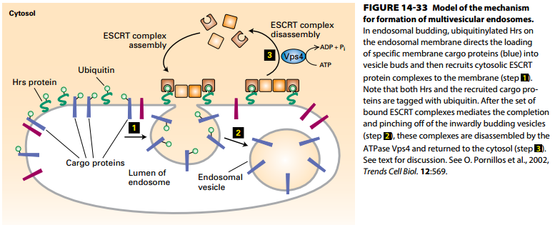Formation of Multivesicular Endosomes