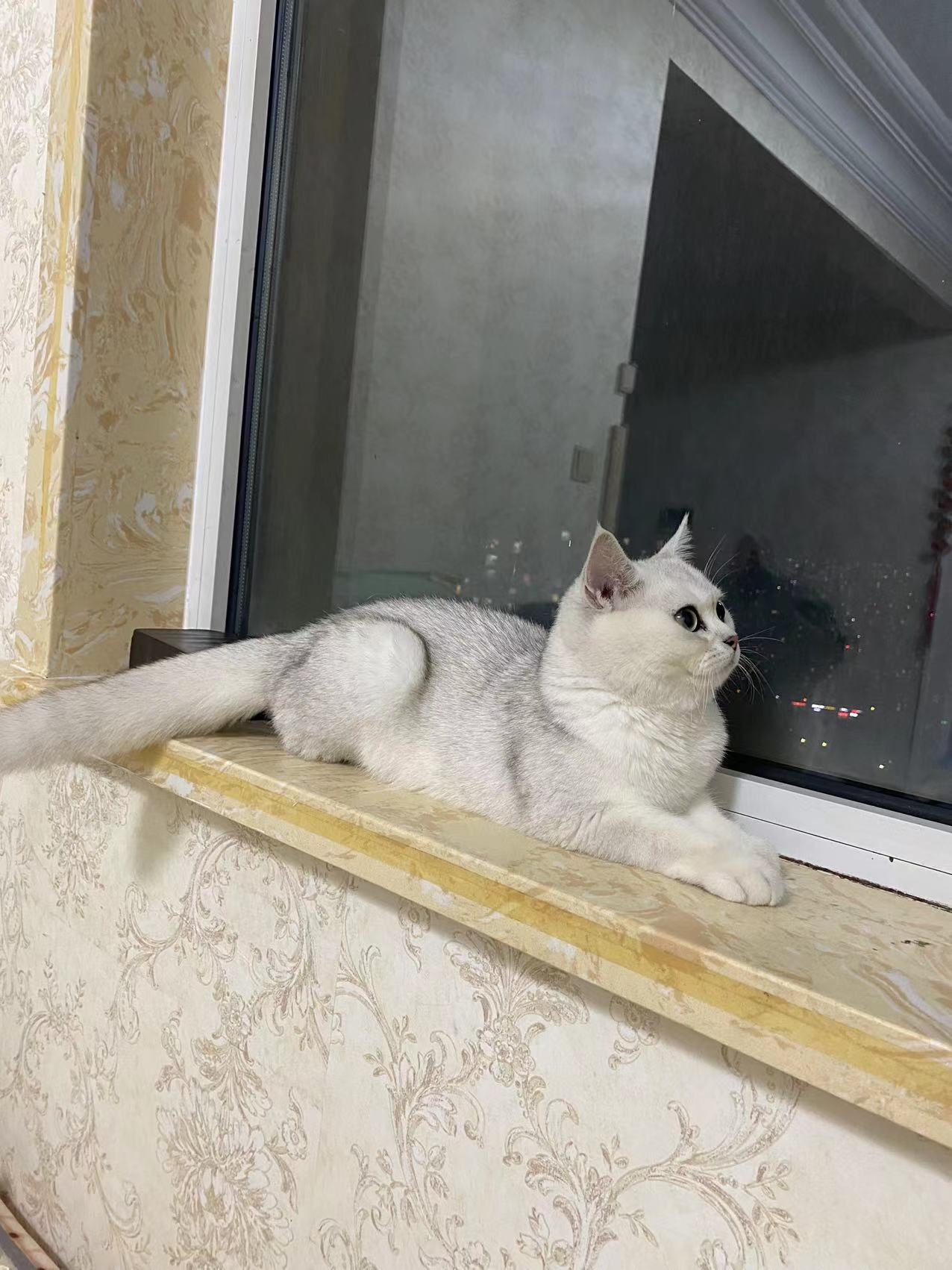 刚发现一个新的灰色产业 有点不道德 感兴趣的MJJ进来看看-王冰冰的猫-谷姐靓号网