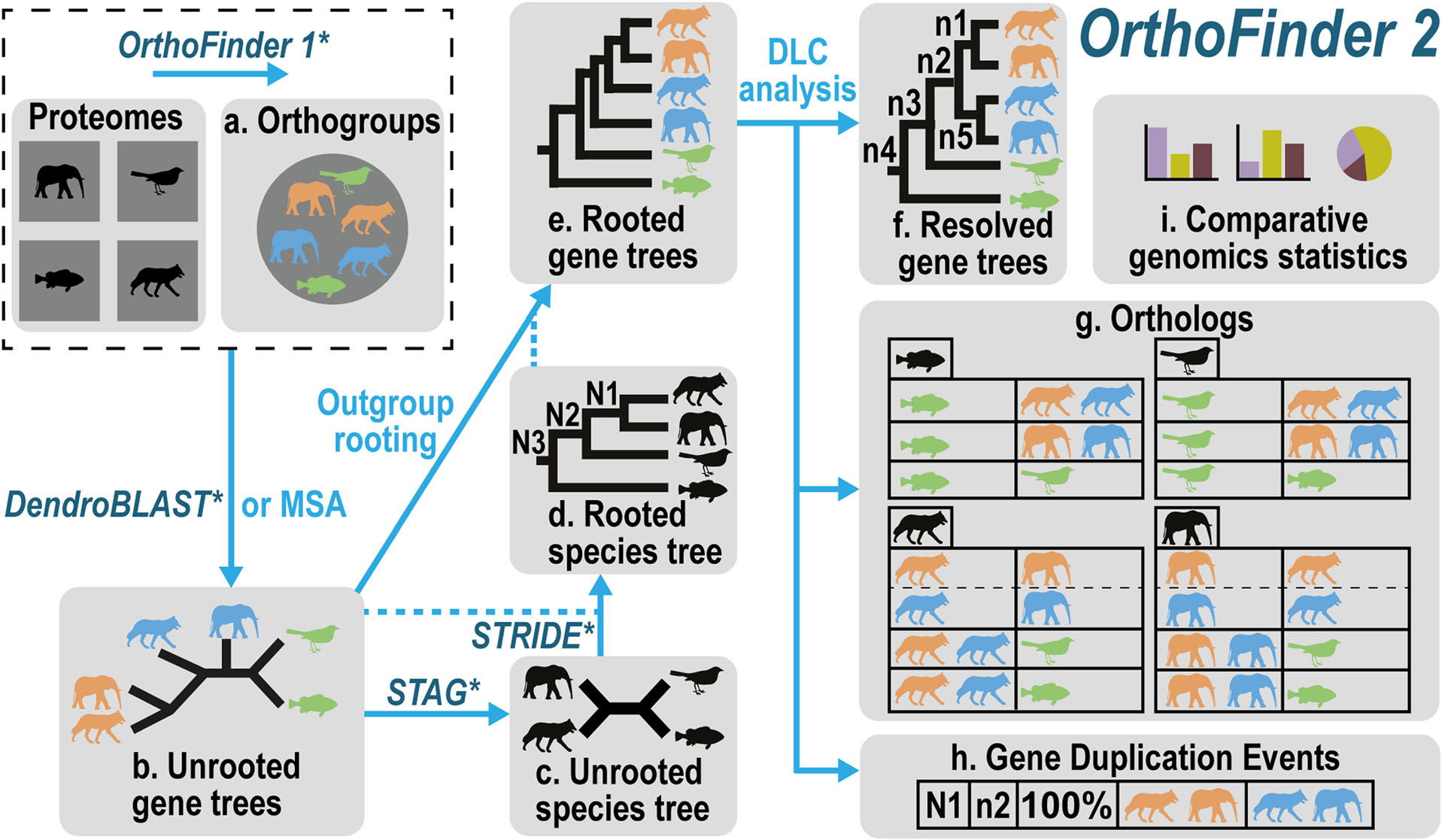 OrthoFinder 进行直系同源基因分析教程