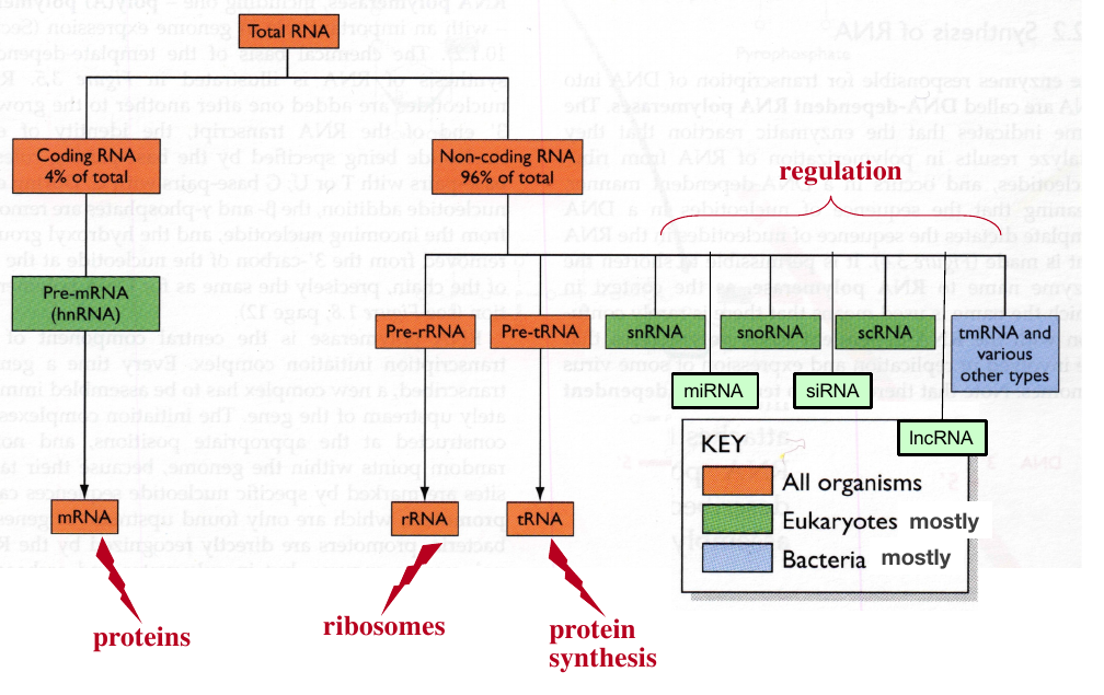 Metabolic roles of cellular RNA