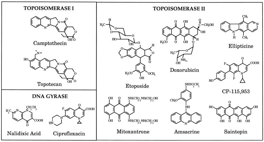 Topoisomerase Inhibitors