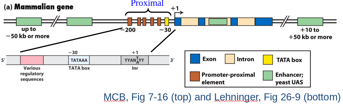 Mammalian Gene and Proximal Promoter